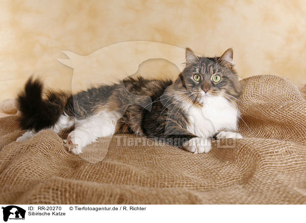 Sibirische Katze / Siberian Cat / RR-20270