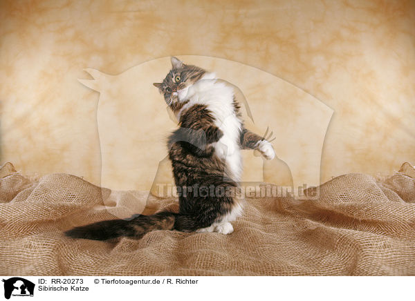 Sibirische Katze / Siberian Cat / RR-20273