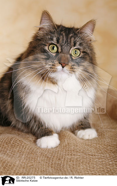 Sibirische Katze / Siberian Cat / RR-20275