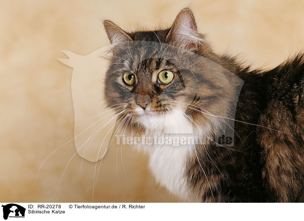 Sibirische Katze / Siberian Cat / RR-20278