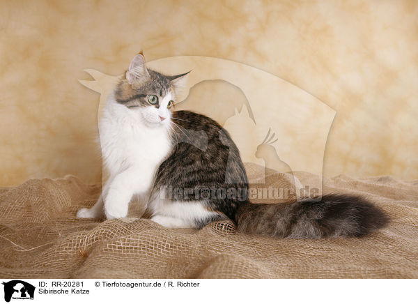 Sibirische Katze / Siberian Cat / RR-20281