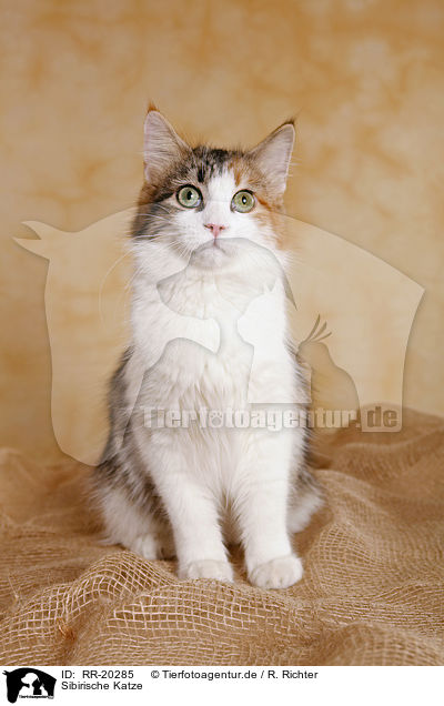 Sibirische Katze / Siberian Cat / RR-20285