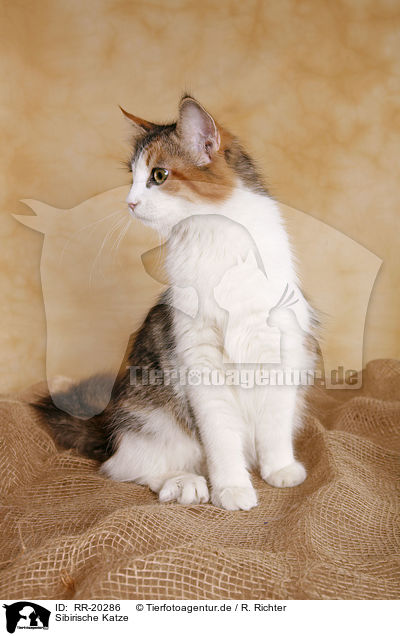 Sibirische Katze / Siberian Cat / RR-20286