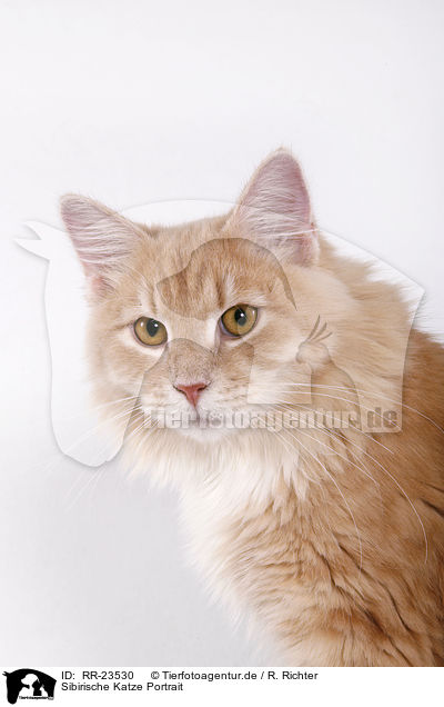 Sibirische Katze Portrait / Siberian cat portrait / RR-23530
