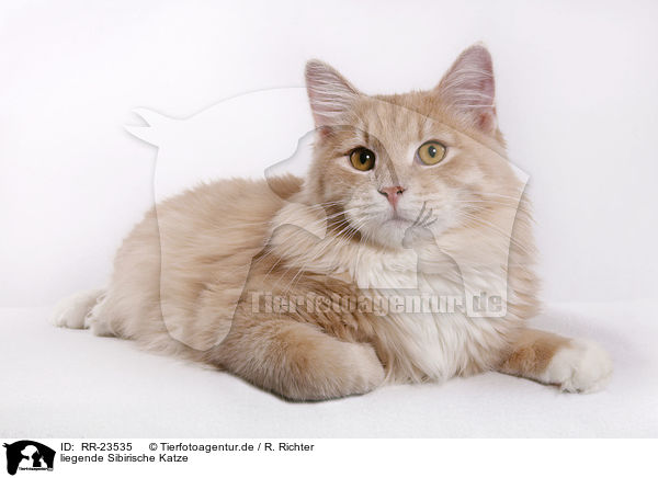 liegende Sibirische Katze / lying Siberian Cat / RR-23535