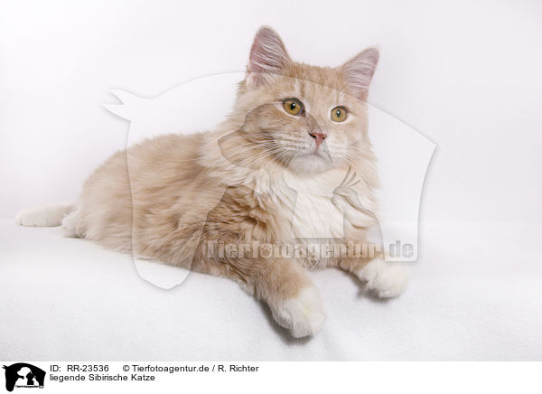 liegende Sibirische Katze / lying Siberian Cat / RR-23536
