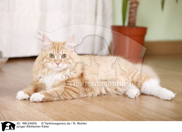 junger Sibirischer Kater / young Siberian tomcat / RR-24859