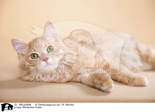 junger Sibirischer Kater / young Siberian tomcat / RR-24866