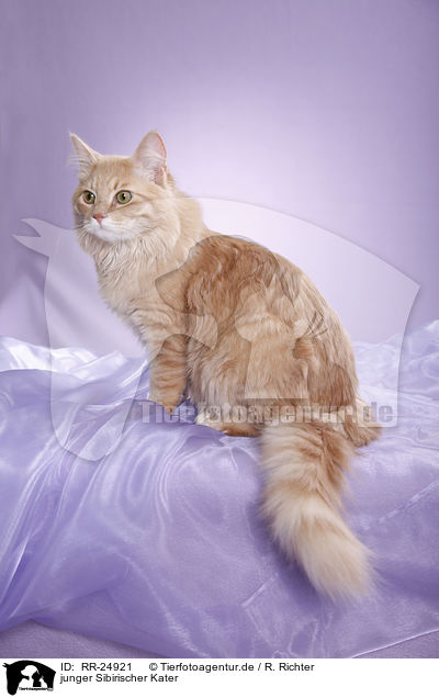 junger Sibirischer Kater / young Siberian tomcat / RR-24921