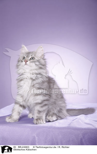 Sibirisches Ktzchen / Siberian kitten / RR-24963