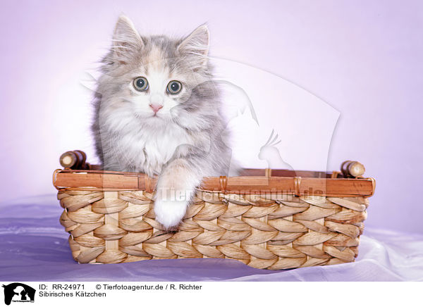 Sibirisches Ktzchen / Siberian kitten / RR-24971