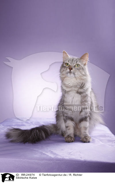 Sibirische Katze / Siberian Cat / RR-24974