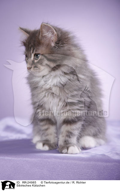 Sibirisches Ktzchen / Siberian kitten / RR-24985