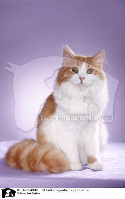 Sibirische Katze / Siberian Cat / RR-24992