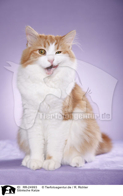 Sibirische Katze / Siberian Cat / RR-24993