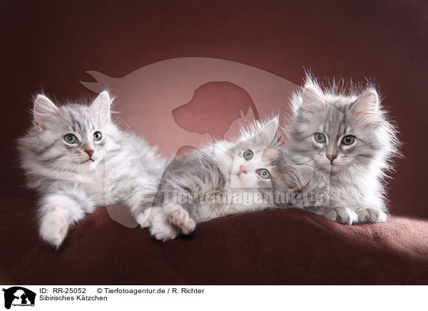 Sibirisches Ktzchen / Siberian kitten / RR-25052