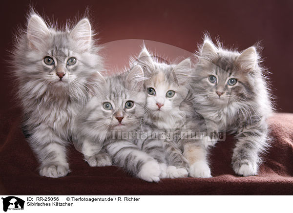 Sibirisches Ktzchen / Siberian kitten / RR-25056