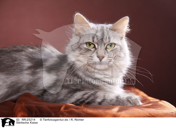 Sibirische Katze / Siberian Cat / RR-25214