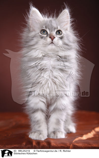 Sibirisches Ktzchen / Siberian kitten / RR-25219