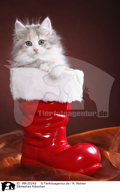 Sibirisches Ktzchen / Siberian kitten / RR-25249