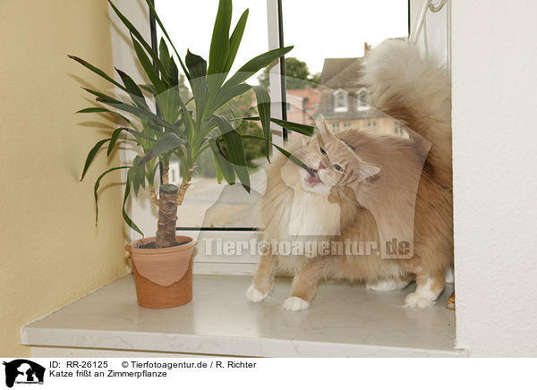 Katze frit an Zimmerpflanze / cat eats house plant / RR-26125