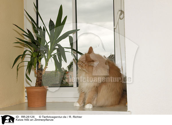 Katze frit an Zimmerpflanze / cat eats house plant / RR-26126