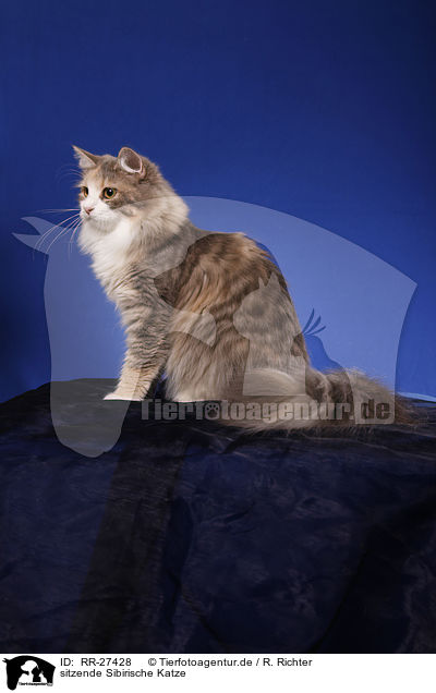 sitzende Sibirische Katze / sitting Siberian Cat / RR-27428