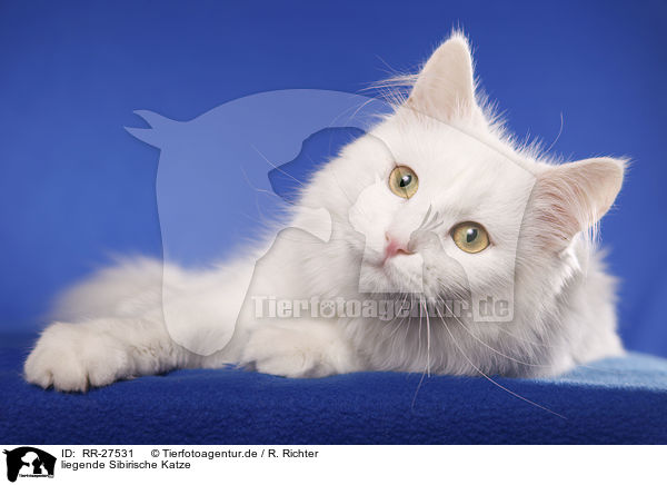 liegende Sibirische Katze / lying Siberian Cat / RR-27531