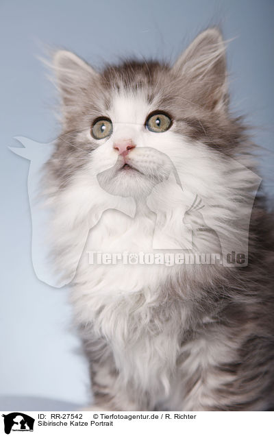 Sibirische Katze Portrait / Siberian Cat Portrait / RR-27542