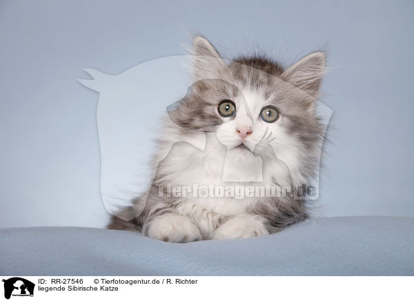liegende Sibirische Katze / lying Siberian Cat / RR-27546