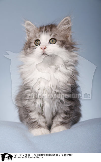 sitzende Sibirische Katze / sitting Siberian Cat / RR-27548