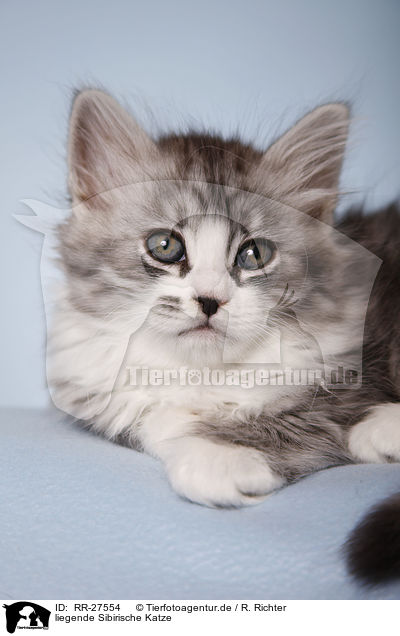liegende Sibirische Katze / lying Siberian Cat / RR-27554