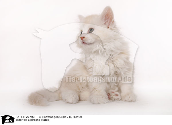 sitzende Sibirische Katze / sitting Siberian Cat / RR-27703