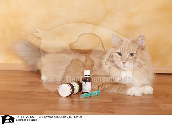 Sibirische Katze / Siberian Cat / RR-28122