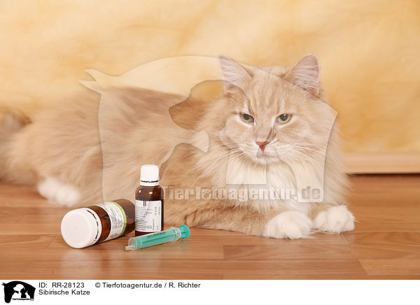 Sibirische Katze / Siberian Cat / RR-28123