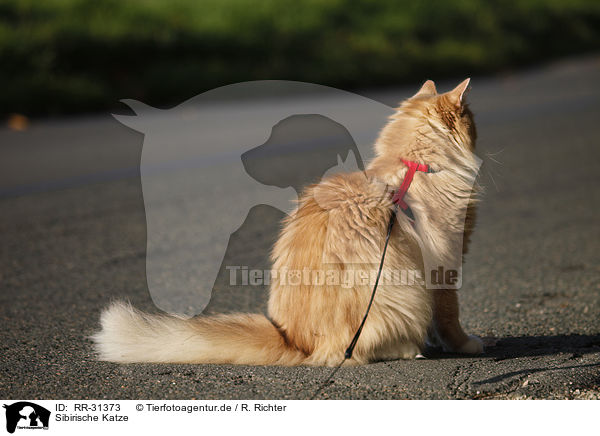 Sibirische Katze / Siberian Cat / RR-31373