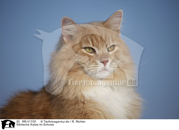 Sibirische Katze im Schnee / Siberian Cat in snow / RR-31705