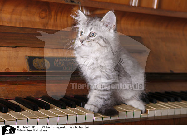 Sibirisches Ktzchen / Siberian kitten / RR-31918