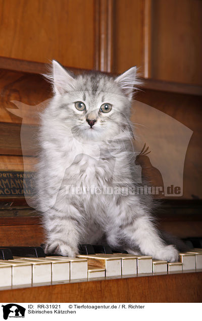 Sibirisches Ktzchen / Siberian kitten / RR-31921