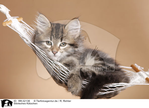 Sibirisches Ktzchen / Siberian kitten / RR-32136