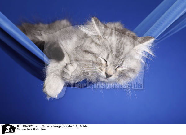 Sibirisches Ktzchen / Siberian kitten / RR-32159