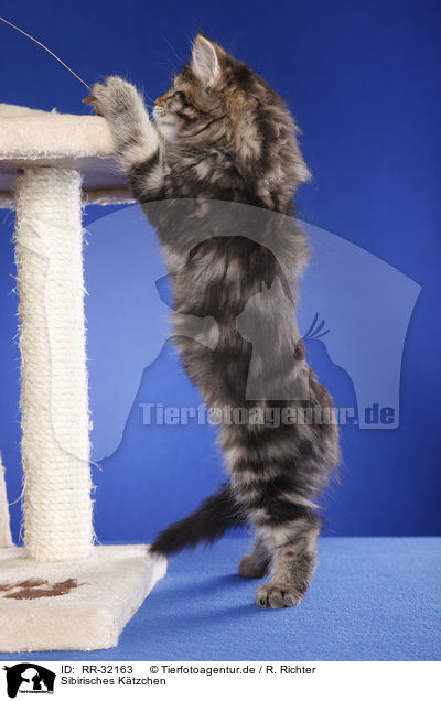 Sibirisches Ktzchen / Siberian kitten / RR-32163