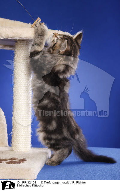 Sibirisches Ktzchen / Siberian kitten / RR-32164