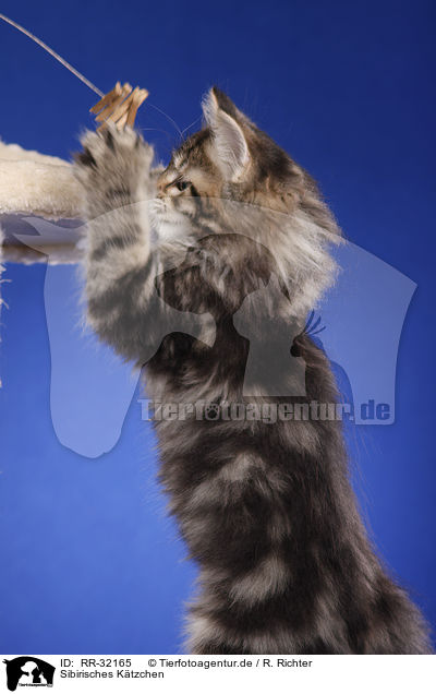 Sibirisches Ktzchen / Siberian kitten / RR-32165