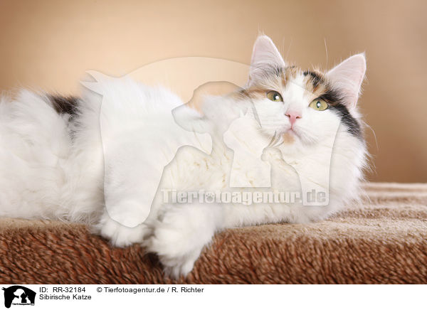 Sibirische Katze / Siberian Cat / RR-32184