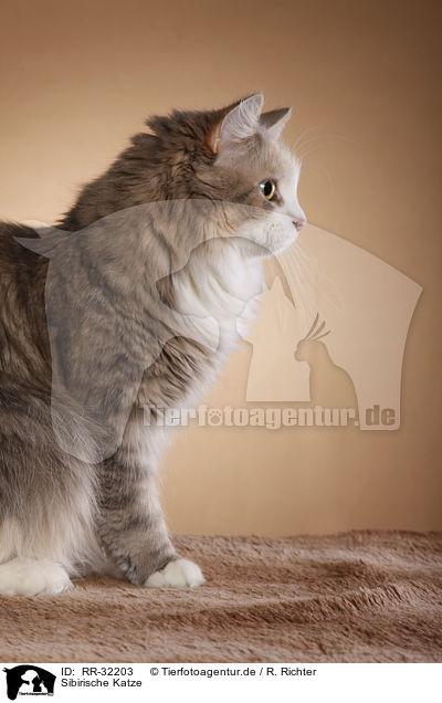 Sibirische Katze / Siberian Cat / RR-32203