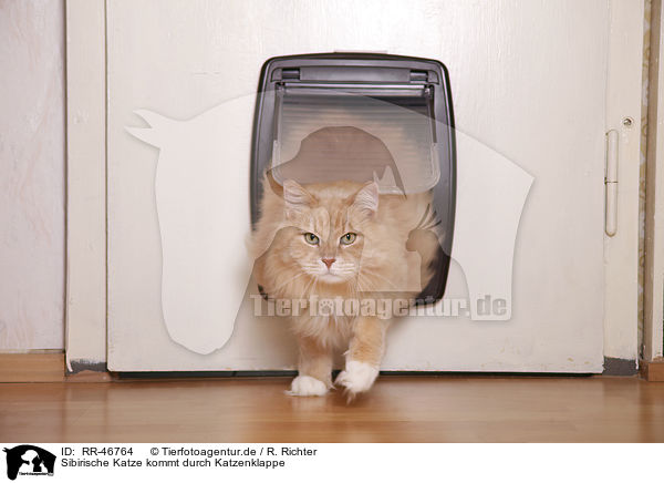 Sibirische Katze kommt durch Katzenklappe / Siberian forestcat at catflap / RR-46764