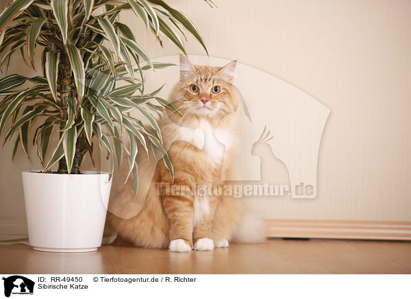 Sibirische Katze / Siberian Cat / RR-49450