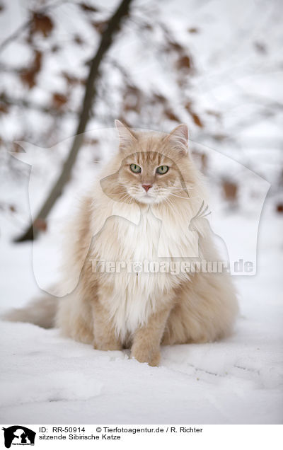 sitzende Sibirische Katze / sitting Siberian Cat / RR-50914