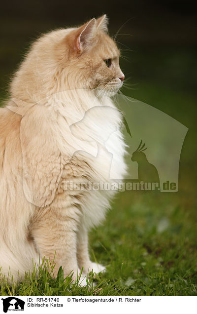 Sibirische Katze / Siberian Forest Cat / RR-51740